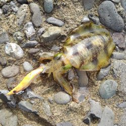 越前海岸エギングシーズン開幕！